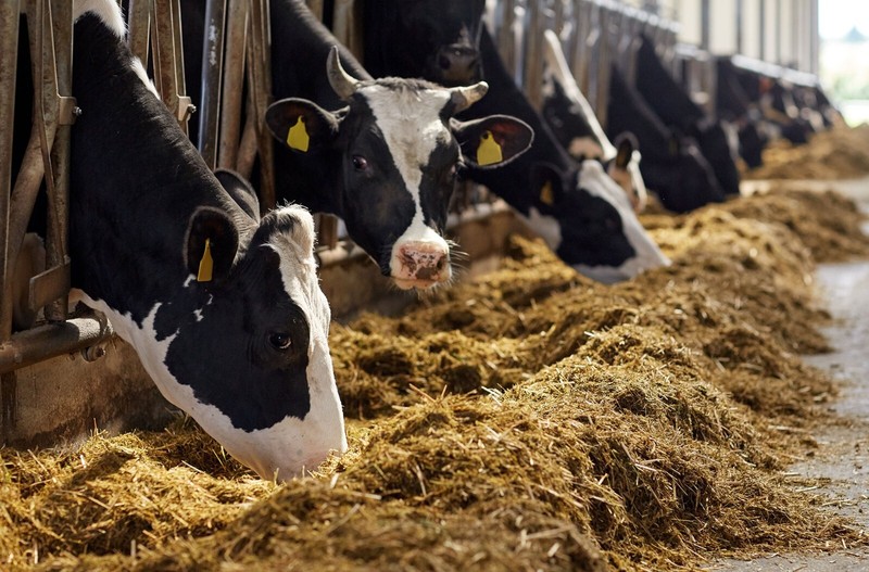 Dairy Farm Business Plan